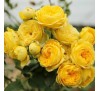 Роза Каталина (Catalina)